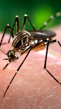 O vírus Zika / Foto: Domínio Público