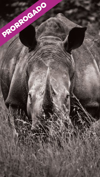 Foto em preto e branco de um rinoceronte com uma faixa na cor violeta escrito "prorrogado" no canto esquerdo superior.