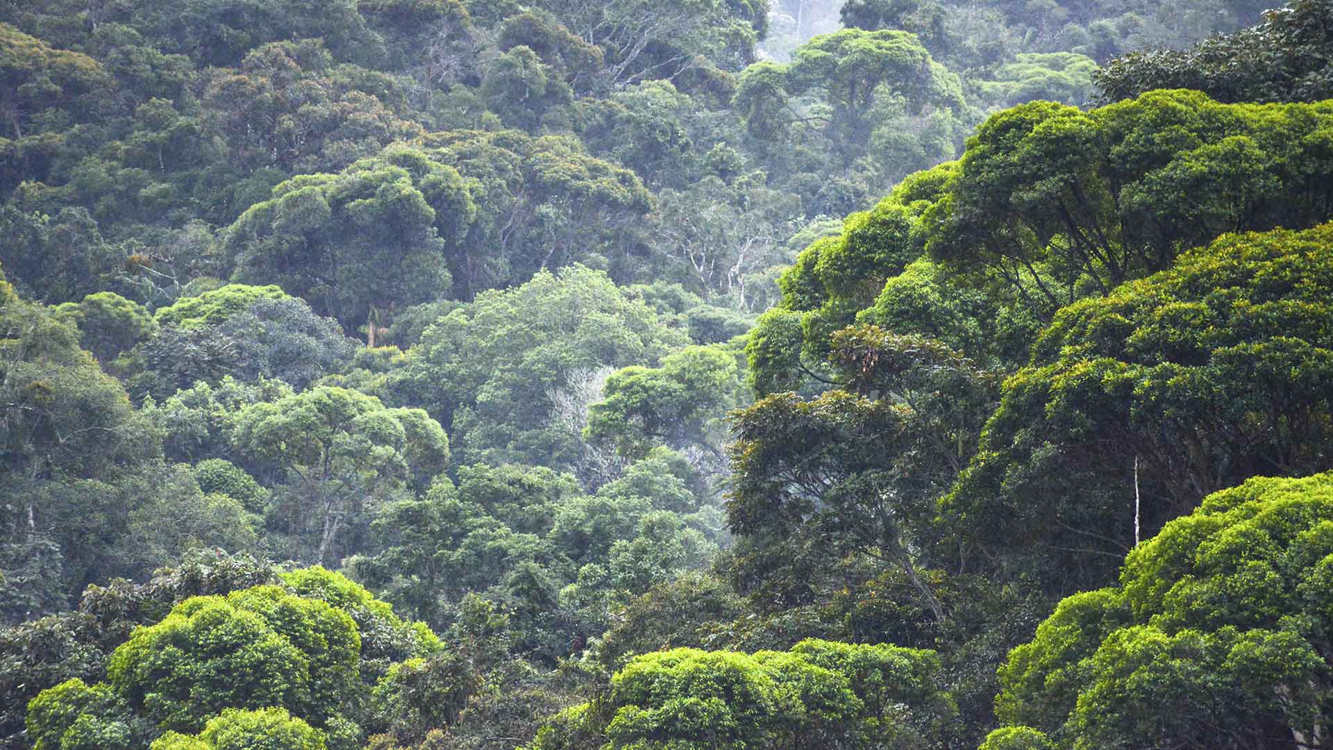 Mata Atlântica: alternativas para a preservação ambiental em discussão no Museu / Foto: Domínio Público