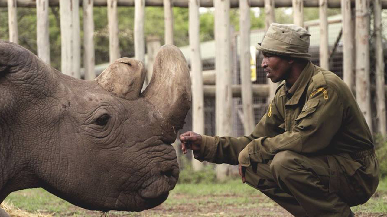 Na foto, Sudan, o último exemplar macho de rinoceronte-branco-do-norte quando ainda vivo, recebendo carinho de um de seus cuidadores.