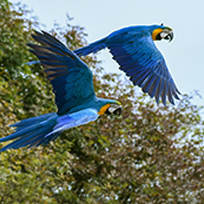 Foto de duas aves azuis voando