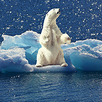 Foto de um urso polar preso em cima de um bloco de gelo