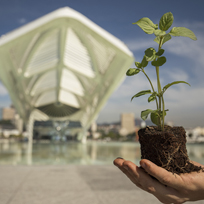 Uma mão segurando uma muda de planta com o Museu do Amanhã ao fundo