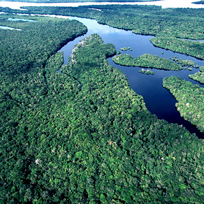 Floresta densa da Amazônia e rios vistos do alto 