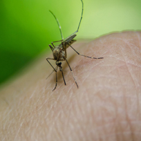 Foto de um mosquito transmissor da febre amarela