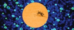 Fundo da imagem azul escuro com bolinhas azul claro e no meio em formato redondo uma foto de um mosquito transmissor da febre amarela