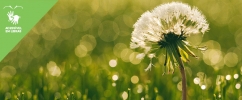 Foto de uma flor branca com a grama ao fundo com o selo de "Acessível em Libras"