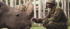 Na foto, Sudan, o último exemplar macho de rinoceronte-branco-do-norte quando ainda vivo, recebendo carinho de um de seus cuidadores.