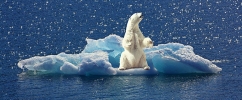 Foto de um urso polar preso em cima de um bloco de gelo