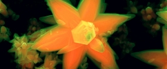 Imagem microscópica científica com formato que lembra uma flor