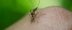 Foto de um mosquito transmissor da febre amarela